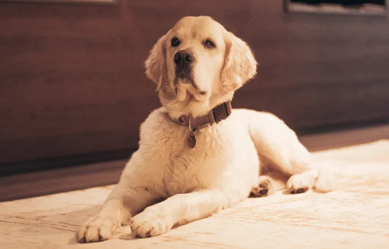 Labrador liegt entspannt auf einem Teppich in einem Raum