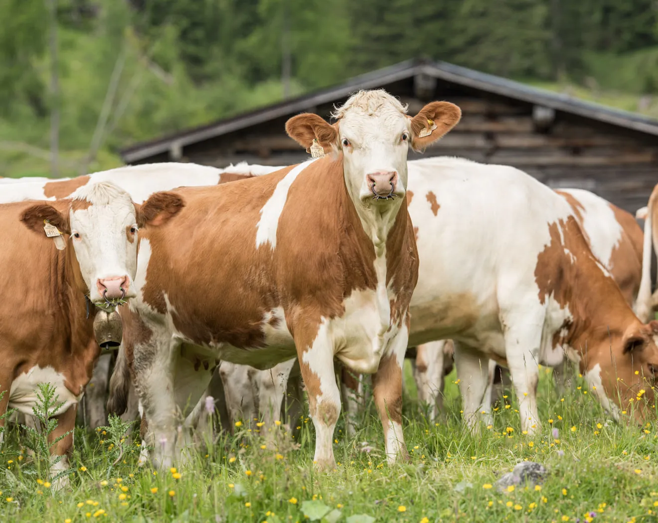 Kühe grasen auf einer Wiese vor einem Holzgebäude.